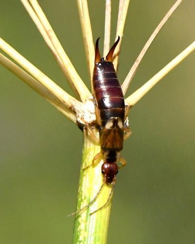 Forficula auricularia